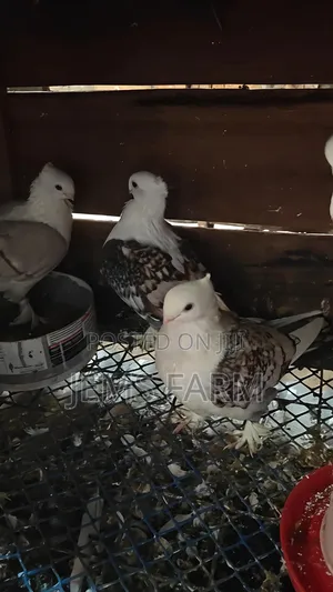 Mature Satinette Pegions Pair