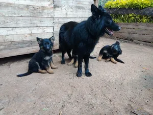 3-6 months Female Purebred German Shepherd
