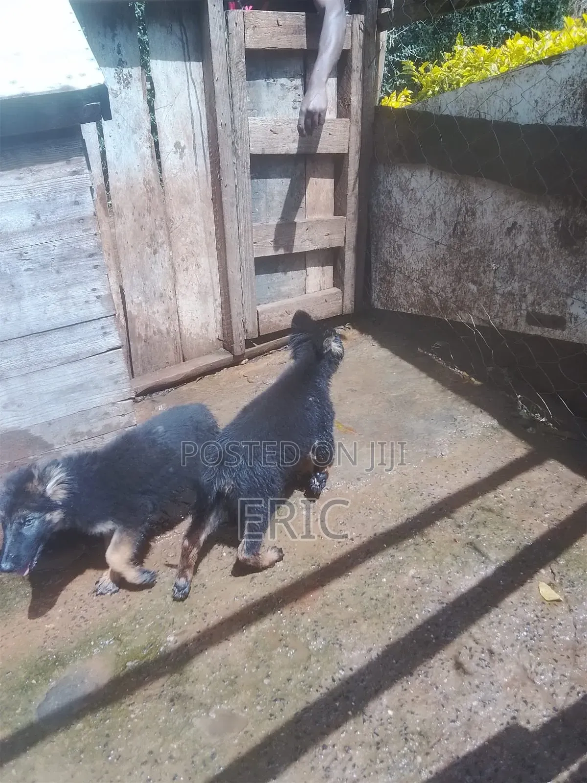 3-6 months Female Purebred German Shepherd