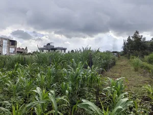 85 By100 Plot for Sale in Losegetti Kikuyu