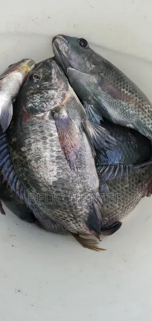 Tilapia Fish 1kg