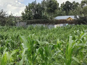 85 By100 Plot for Sale in Losegetti Kikuyu