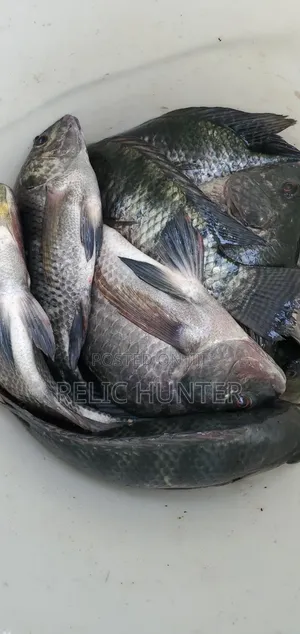 Tilapia Fish 1kg
