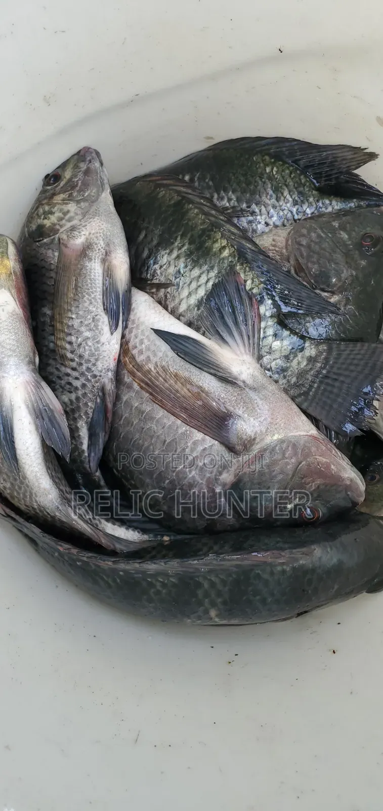 Tilapia Fish 1kg