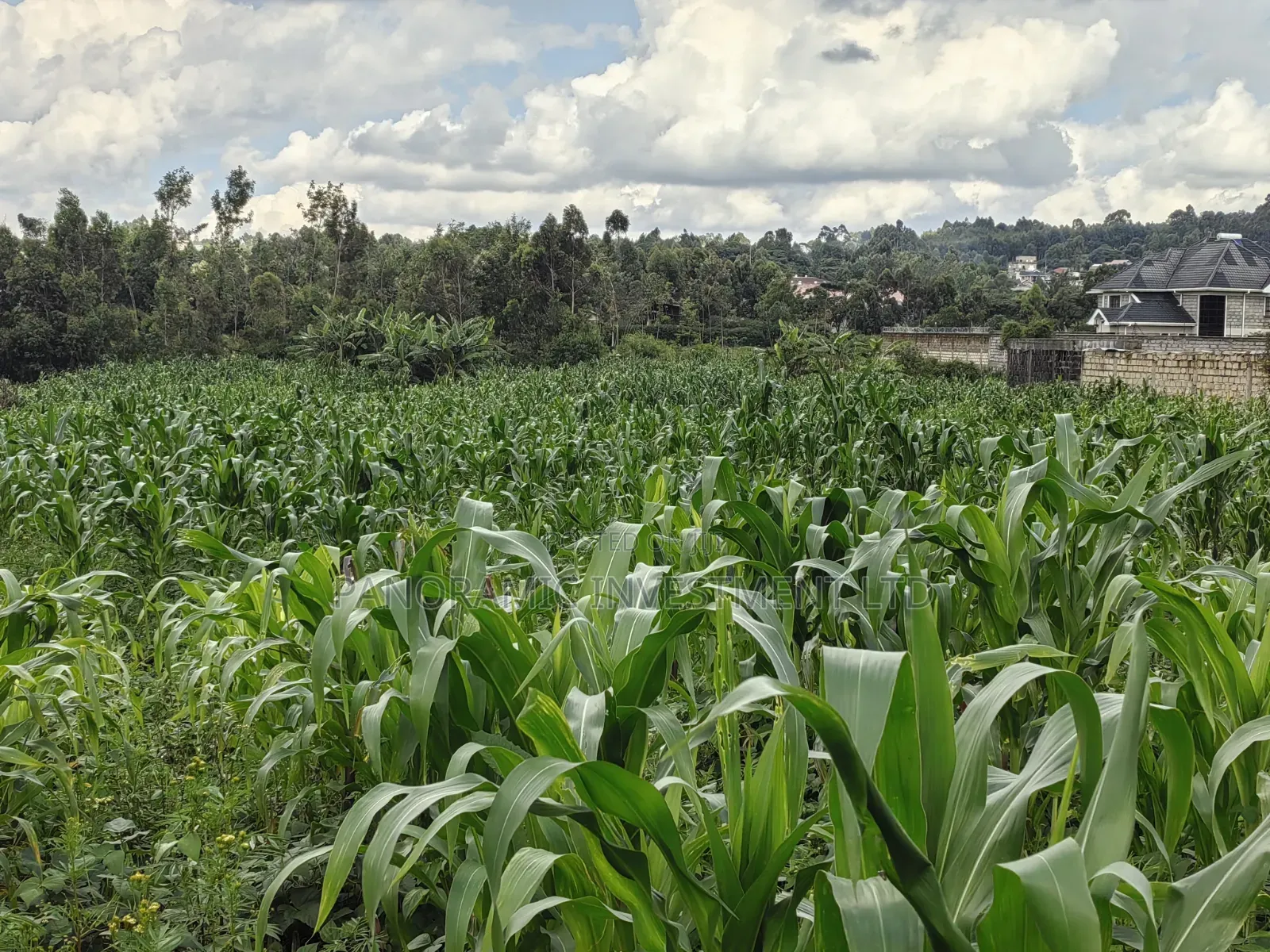 85 By100 Plot for Sale in Losegetti Kikuyu