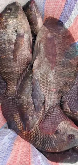 Tilapia Fish 1kg