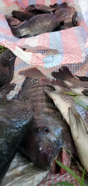Tilapia Fish 1kg