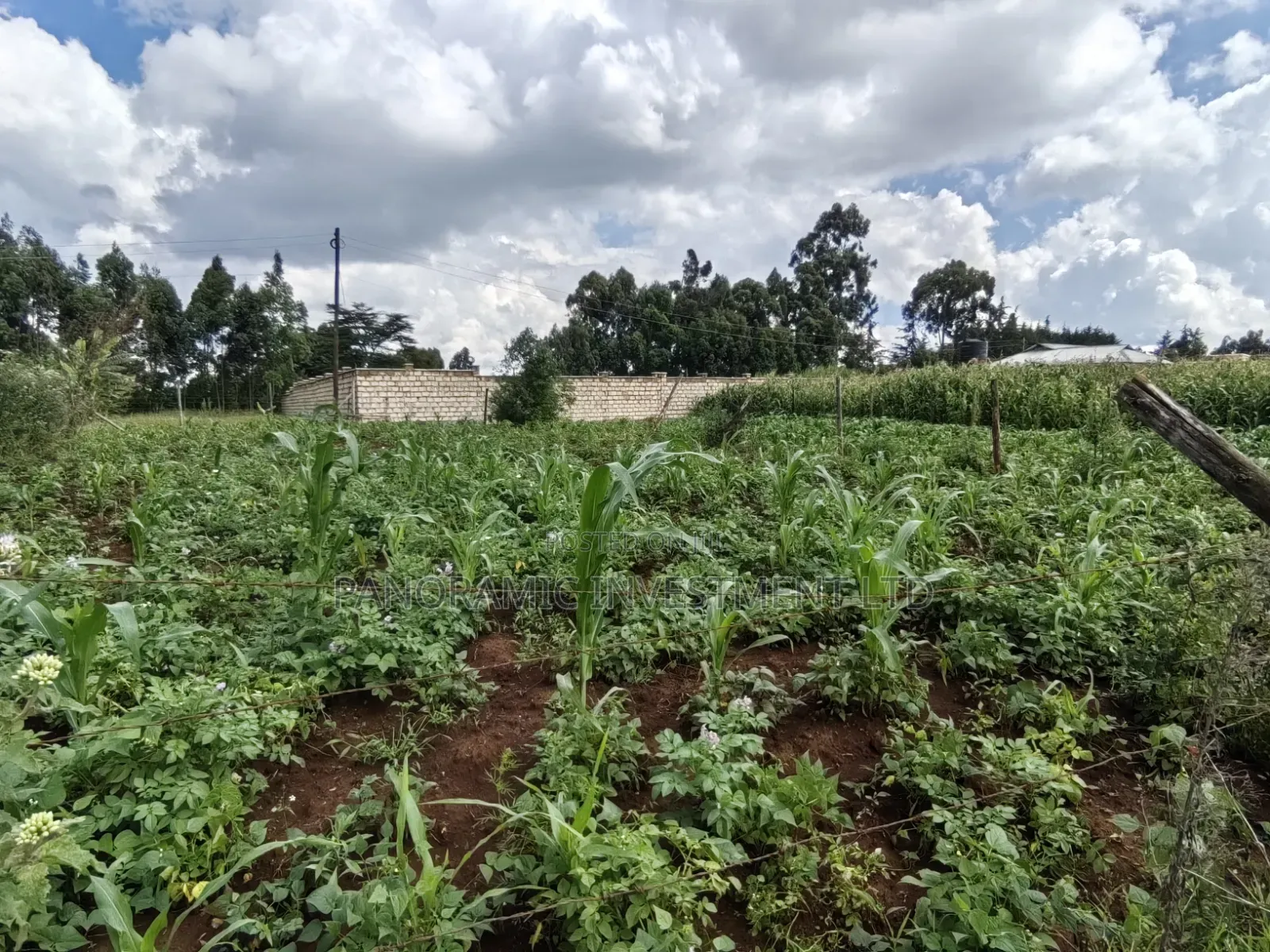 Quarter Acre For