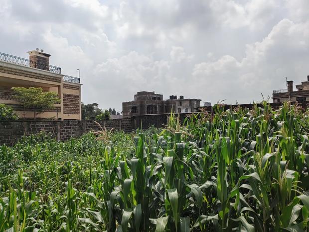 Quarter Acre for Sale in Gikambura Kikuyu Kiambu County. - thumbnail 3
