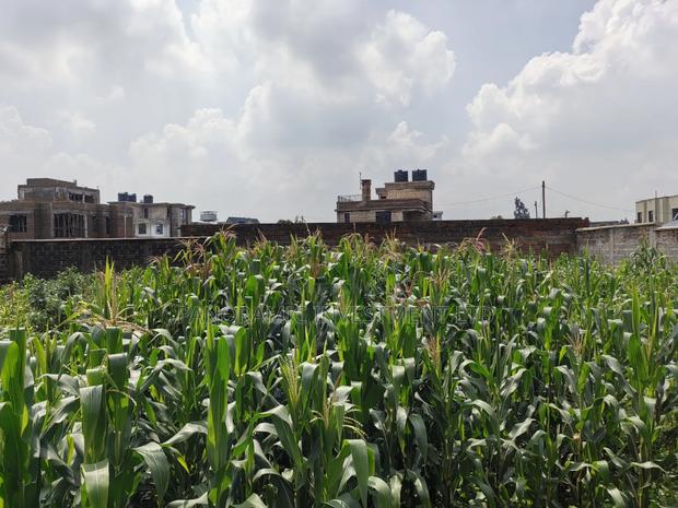 Quarter Acre for Sale in Gikambura Kikuyu Kiambu County. - thumbnail 11