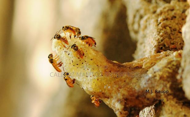 Stingless Bee Colony+Hive - thumbnail 2