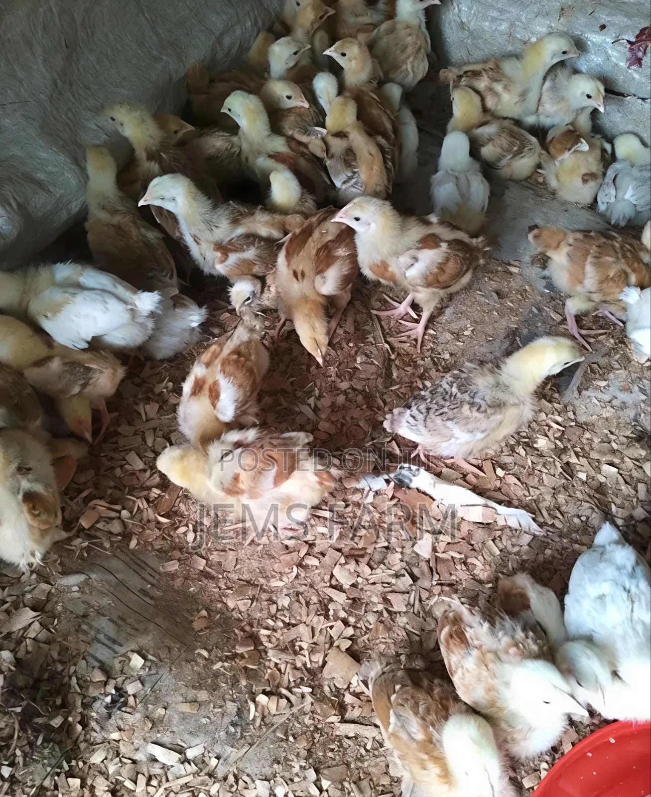 1 Month Old Improved Kienyeji Chicks