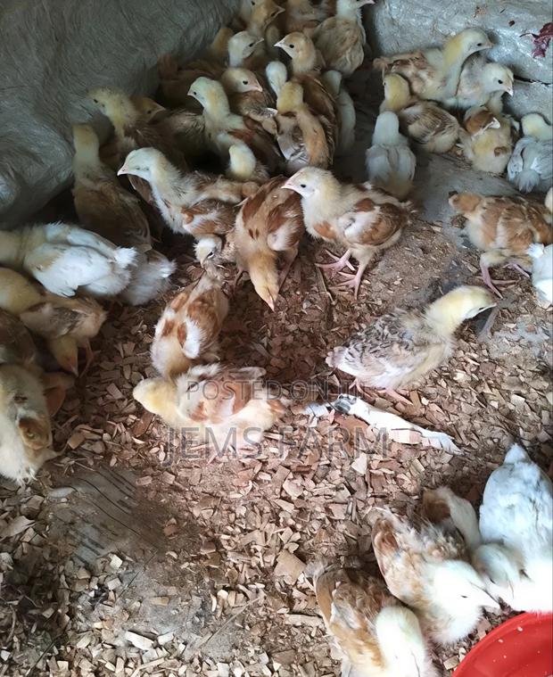 1 Month Old Improved Kienyeji Chicks