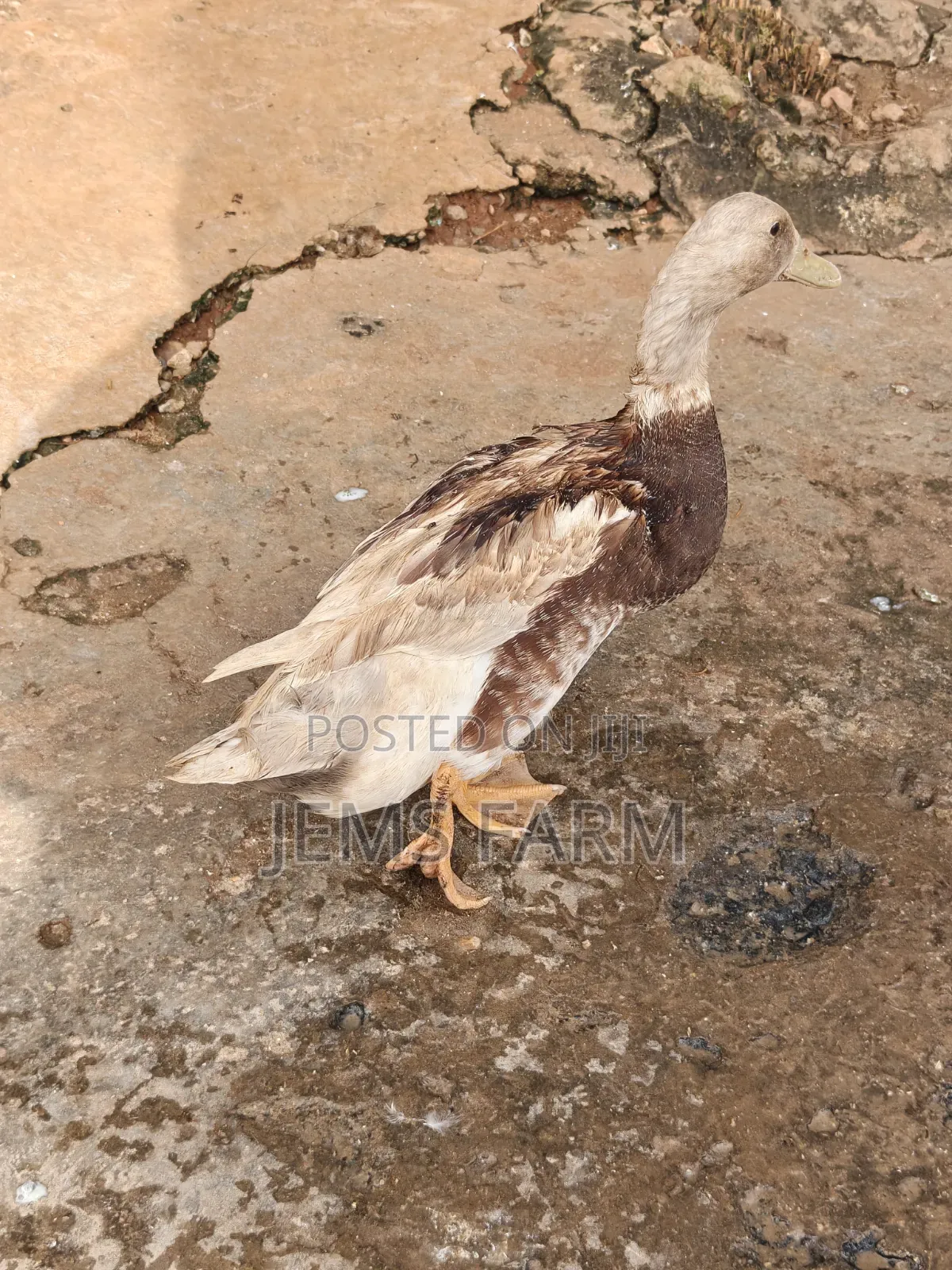 Mature Saxony Ducks Pair