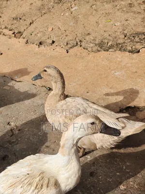 Mature Saxony Ducks Pair