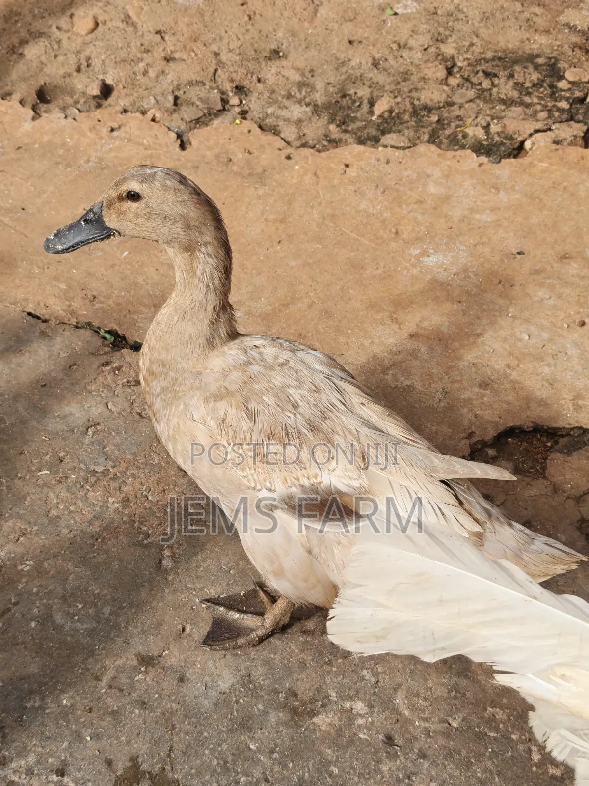 Mature Saxony Ducks Pair
