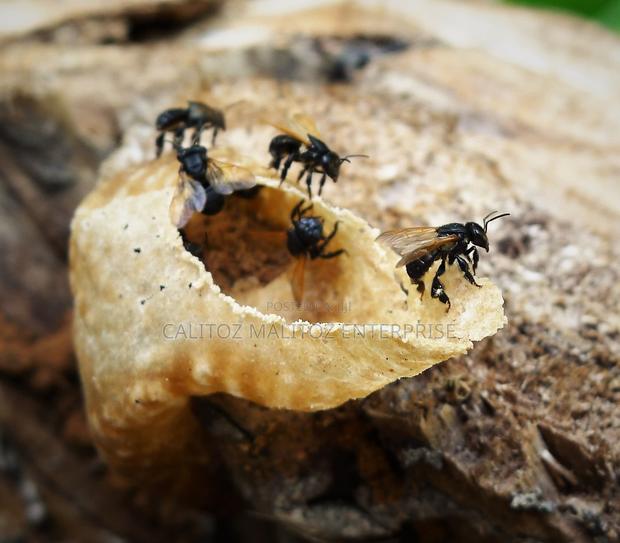 Stingless Bee Colony+Hive - thumbnail 3