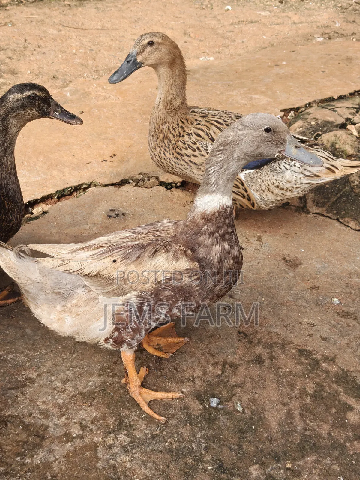 Mature Saxony Ducks Pair