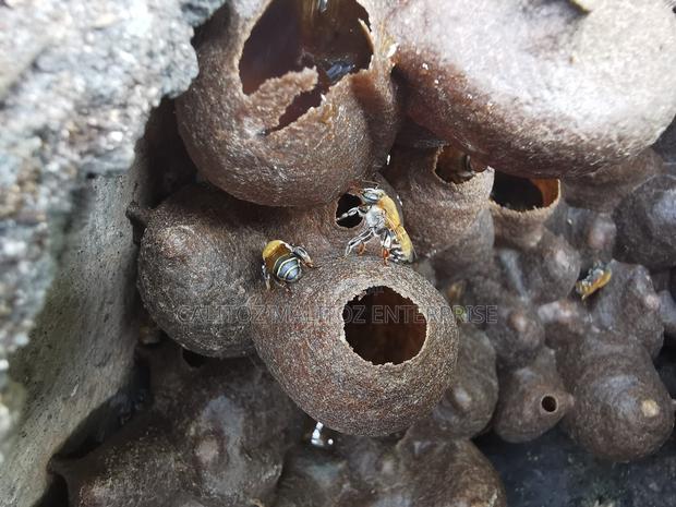 Stingless Bee Colony+Hive - thumbnail 4
