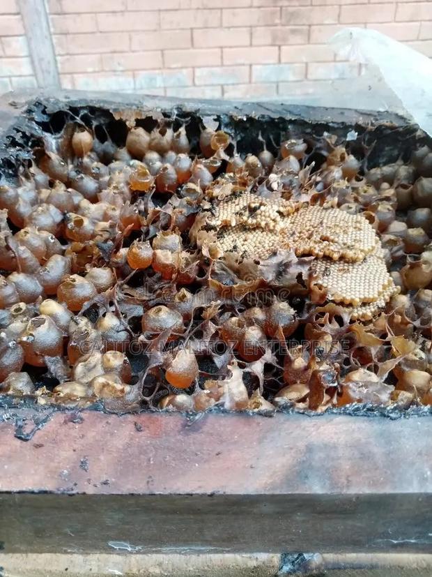 Stingless Bee Colony+Hive - thumbnail 5