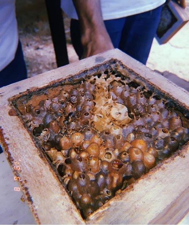Stingless Bee Colony+Hive - thumbnail 6