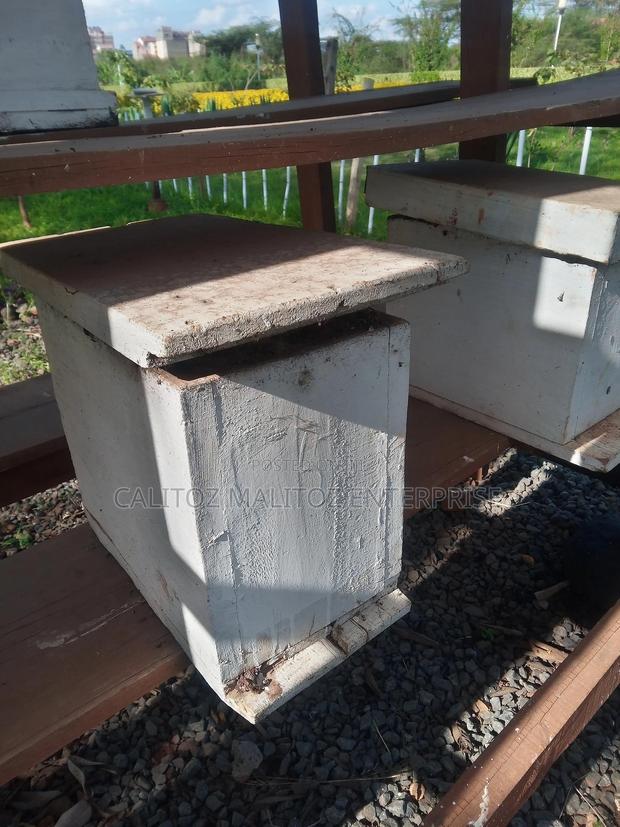 Stingless Bee Colony+Hive - main view