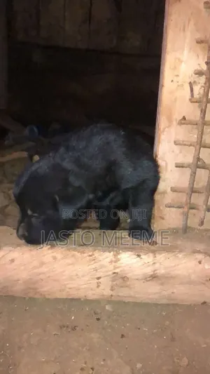 0-1 month Female Purebred Labrador Retriever