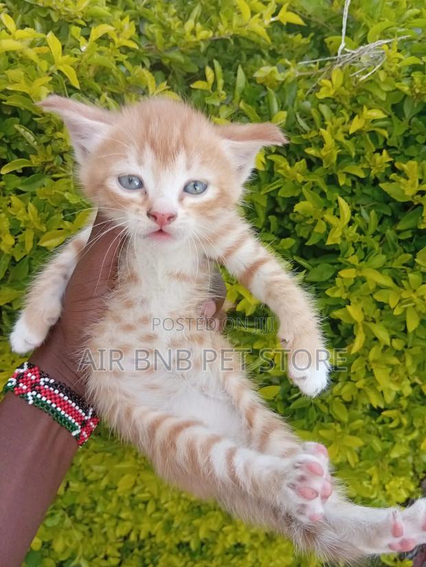 1-3 months Female Purebred American Shorthair