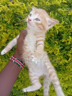1-3 months Female Purebred American Shorthair