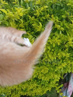 1-3 months Female Purebred American Shorthair