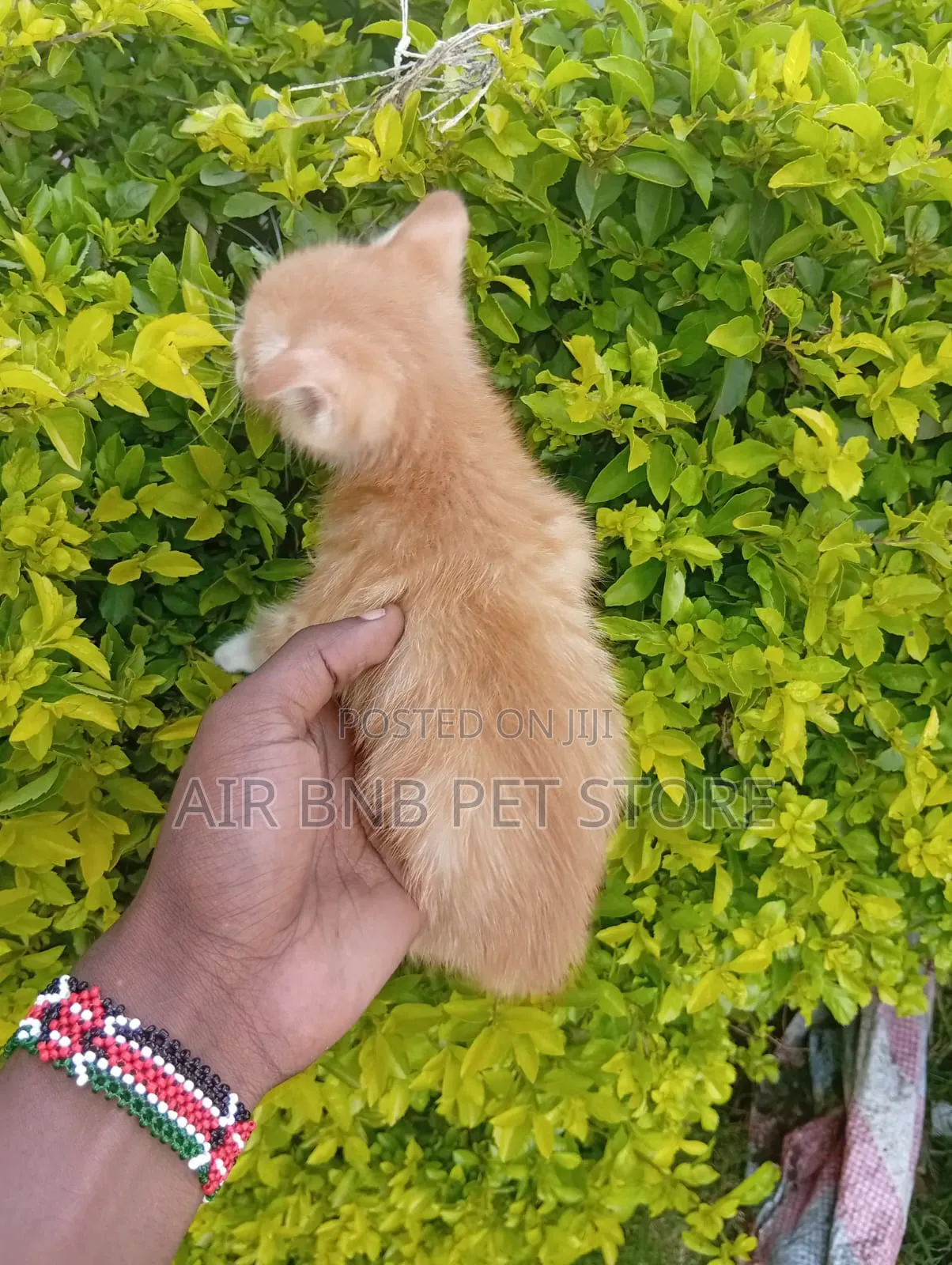 1-3 months Female Purebred American Shorthair