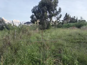 50x100 Plot for Sale in Ngamba Kikuyu Kiambu County.