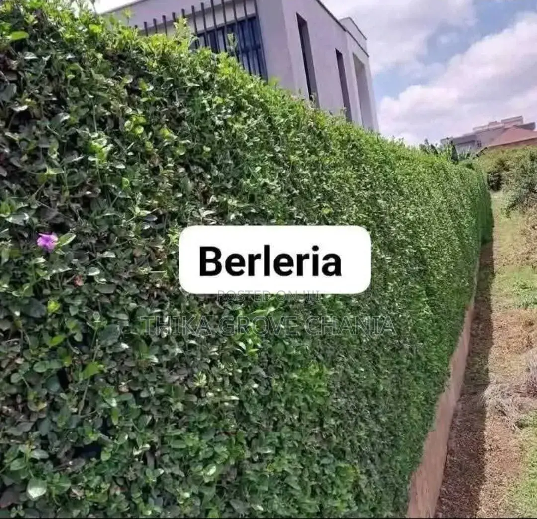 Thika Grove Chania 1/8acre