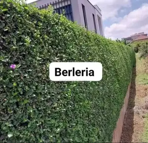 Thika Grove Chania 1/8acre