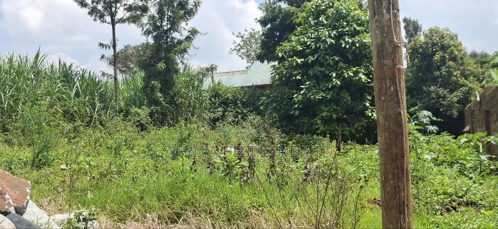 Prime 50x100 Plot for Sale – Kabete Kibiciku