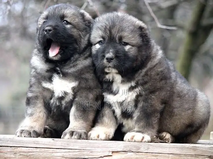 1-3 months Male Purebred Caucasian Shepherd