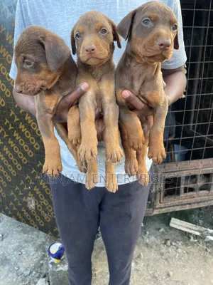 1-3 months Male Purebred Doberman Pinscher
