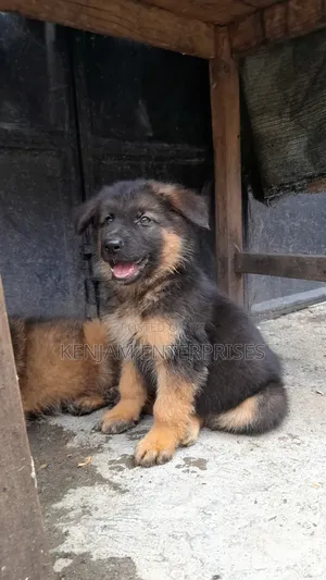 1-3 months Male Purebred German Shepherd