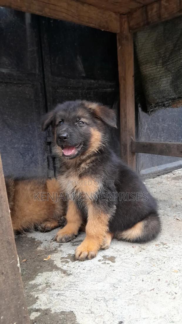 1-3 months Male Purebred German Shepherd