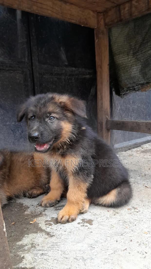 1-3 months Female Purebred German Shepherd