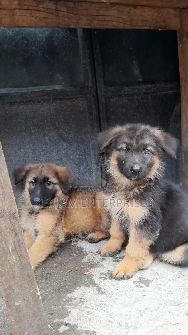 1-3 months Male Purebred German Shepherd