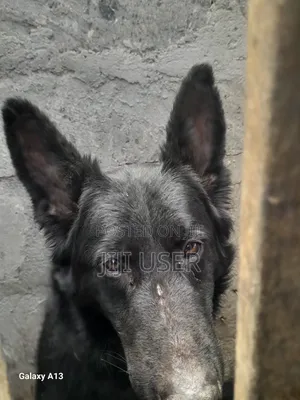 1+ year Male Purebred German Shepherd