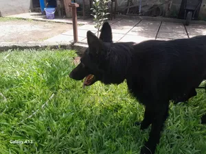 1+ year Male Purebred German Shepherd