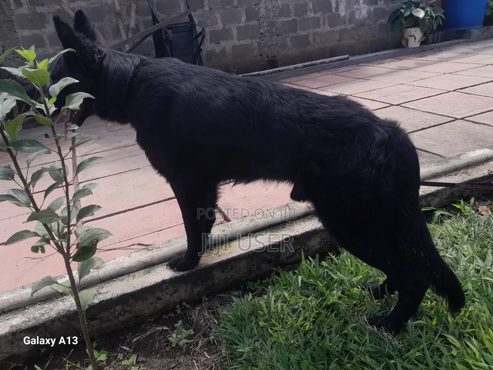 1+ year Male Purebred German Shepherd