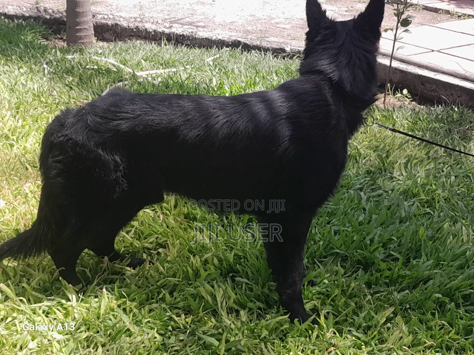 1+ year Male Purebred German Shepherd