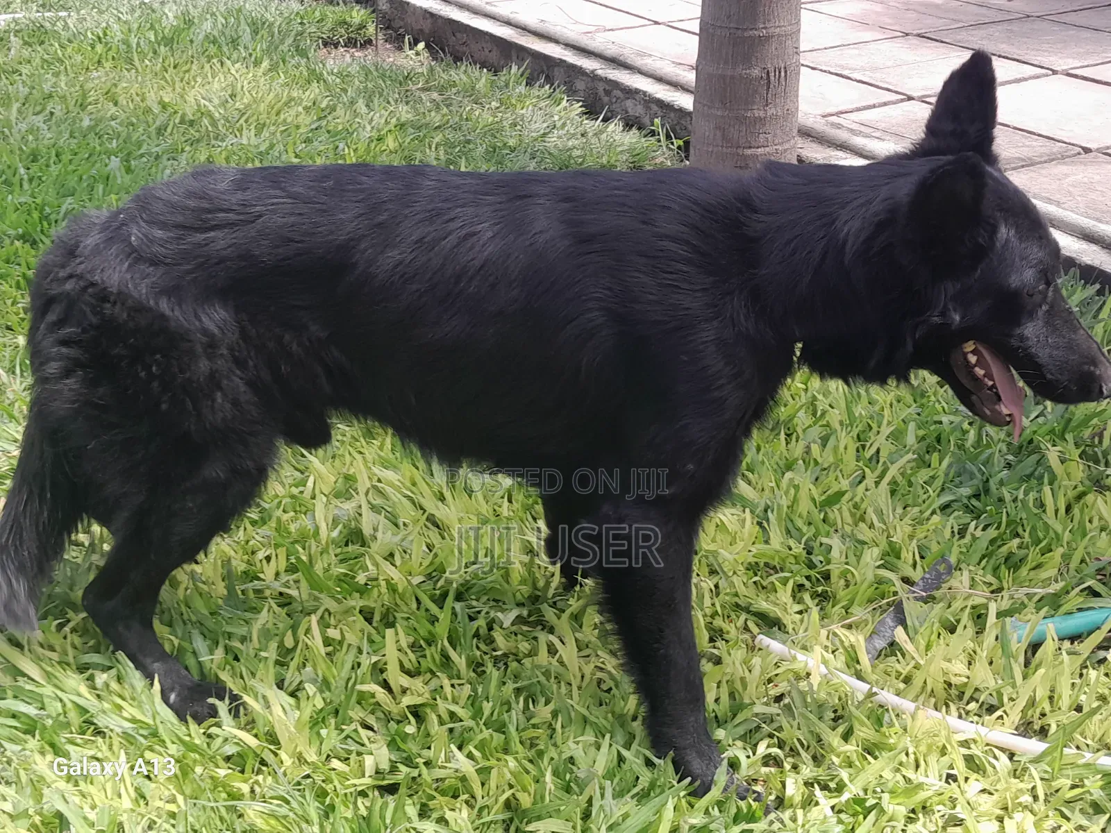 1+ year Male Purebred German Shepherd