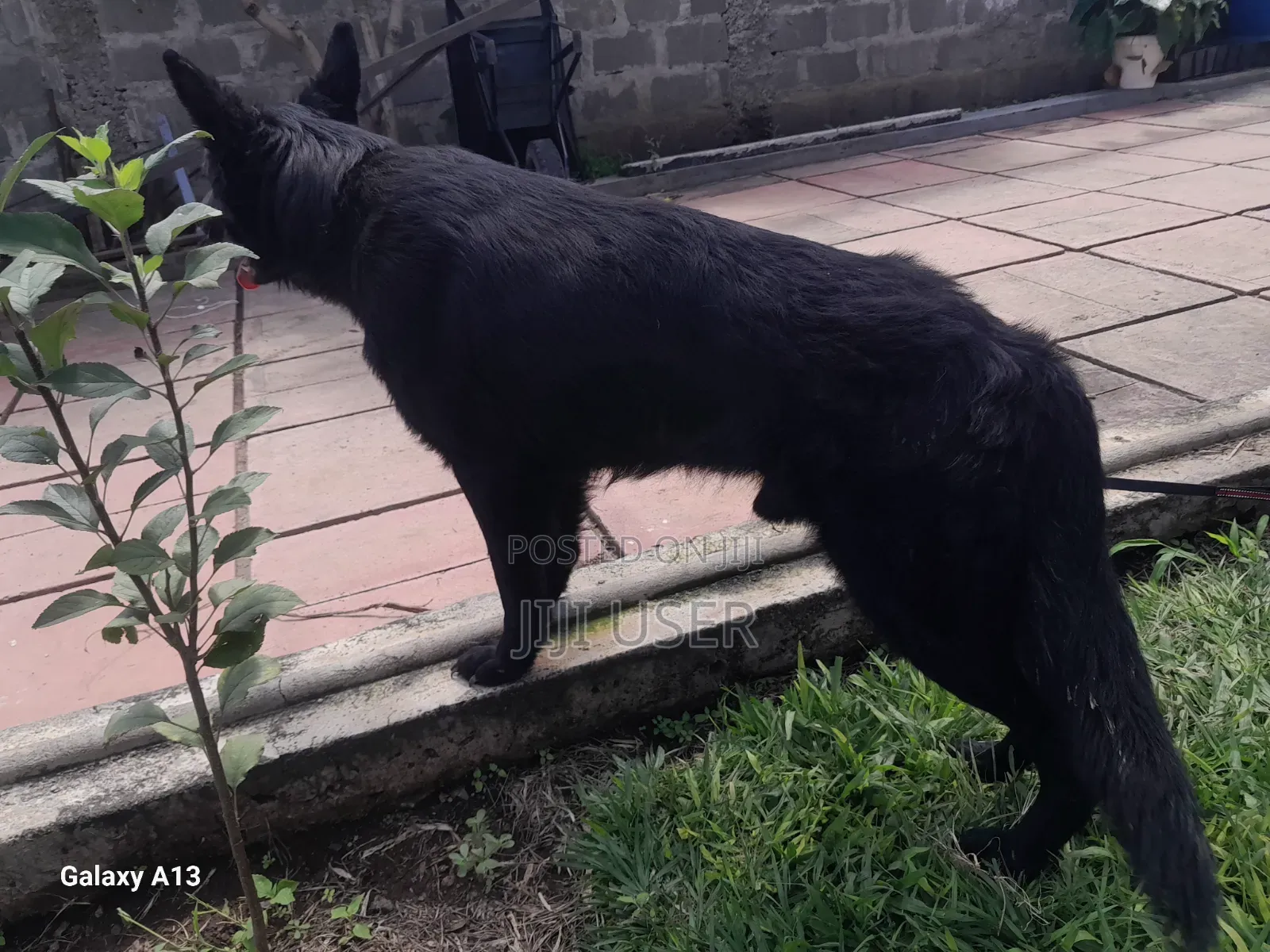 1+ year Male Purebred German Shepherd