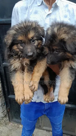 1-3 months Female Purebred German Shepherd