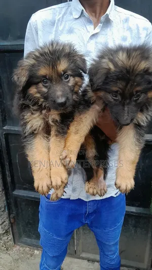 1-3 months Male Purebred German Shepherd