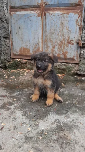 1-3 months Female Purebred German Shepherd